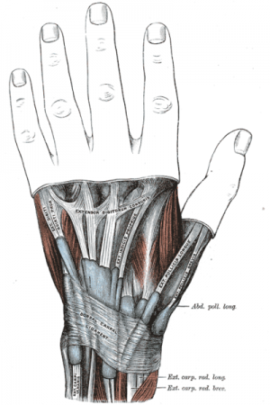 Skeletal structure of hand
