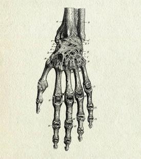 black and white sketch of skeletal structure of a hand