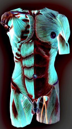 male muscles exposed in artistic color