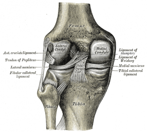 Diagram of Knee Joint
