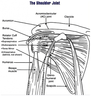 Diagram of shoulder joint