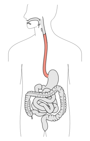 Image of digestive system diagram