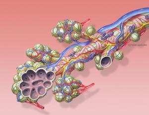 sketch of brochial anatomy structure