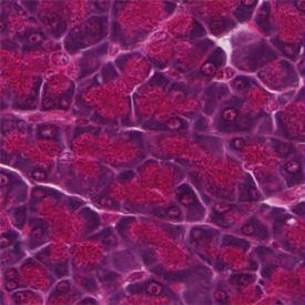 histology slide of cells