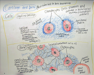 hand drawn histology sketch