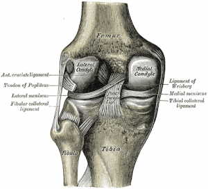 Knee bone diagram