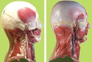 two models of human skulls and necks without skin and with internal components exposed