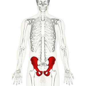 Skeletal structure of hip bone