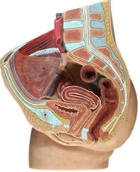 diagram of female pelvic cavity