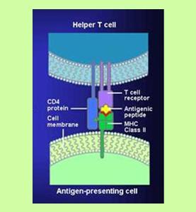 diagram of helper t cell