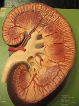cross view of kidney