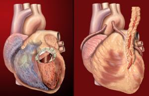 cross section diagrams of a heart