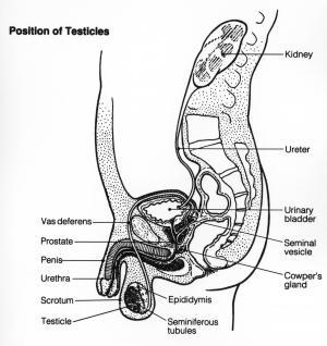 Diagram of the male reproductive system