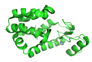 green lysozyme 